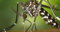 Over 80,000 Dengue Cases Reported so far